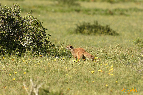 De_Hoop, Yellow_Mongoose This photo was taken in september 2016 in De Hoop National Park, South Africa. Cynictis penicillata,De Hoop NP,Geotagged,South Africa,South Africa-2016,Spring,Yellow Mongoose