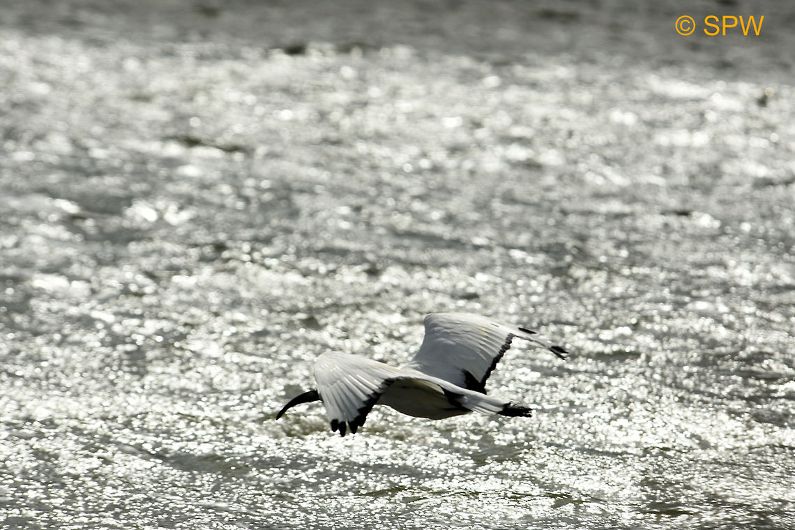 De_Hoop, African_Sacred_Ibis This photo was taken in september 2016 in De Hoop National Park, South Africa. African Sacred Ibis,African sacred ibis,De Hoop NP,Geotagged,South Africa,South Africa-2016,Spring,Threskiornis aethiopicus