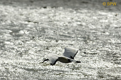 De_Hoop, African_Sacred_Ibis This photo was taken in september 2016 in De Hoop National Park, South Africa. African Sacred Ibis,African sacred ibis,De Hoop NP,Geotagged,South Africa,South Africa-2016,Spring,Threskiornis aethiopicus