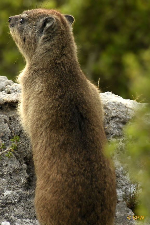 De_Hoop, Dassie-Rock_Hyrax This photo was taken in september 2016 in De Hoop National Park, South Africa. Dassie-Rock Hyrax,De Hoop NP,Geotagged,Procavia capensis,Rock hyrax,South Africa,South Africa-2016,Spring