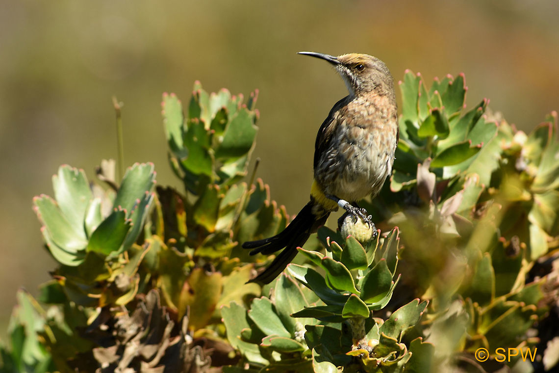 Hermanus, Cape_Sugarbird This photo was taken in september 2016 in Hermanus, South Africa. Cape Sugarbird,Geotagged,Hermanus,Promerops cafer,South Africa,South Africa-2016,Spring