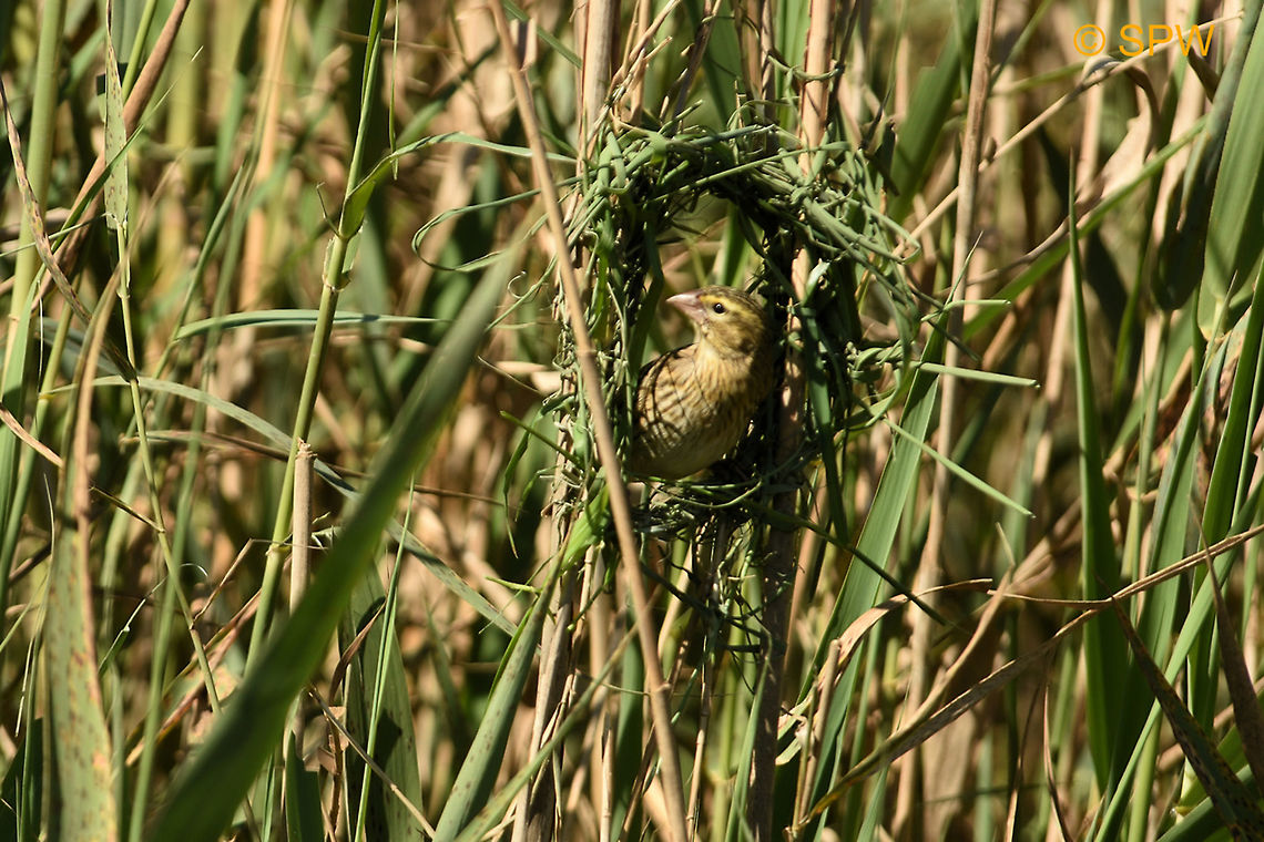 De_Hoop, Yellow_Bishop-Female This photo was taken in september 2016 in De Hoop National Park, South Africa. De Hoop NP,Euplectes capensis,Geotagged,South Africa,South Africa-2016,Spring,Yellow Bishop,Yellow bishop