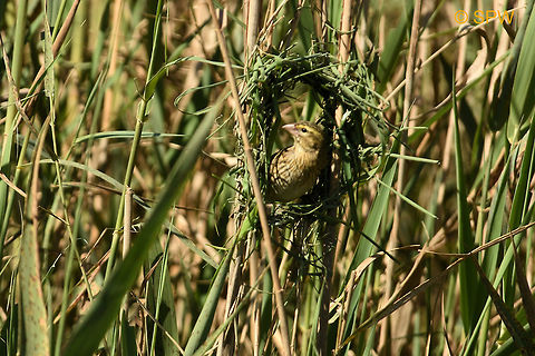 De_Hoop, Yellow_Bishop-Female This photo was taken in september 2016 in De Hoop National Park, South Africa. De Hoop NP,Euplectes capensis,Geotagged,South Africa,South Africa-2016,Spring,Yellow Bishop,Yellow bishop
