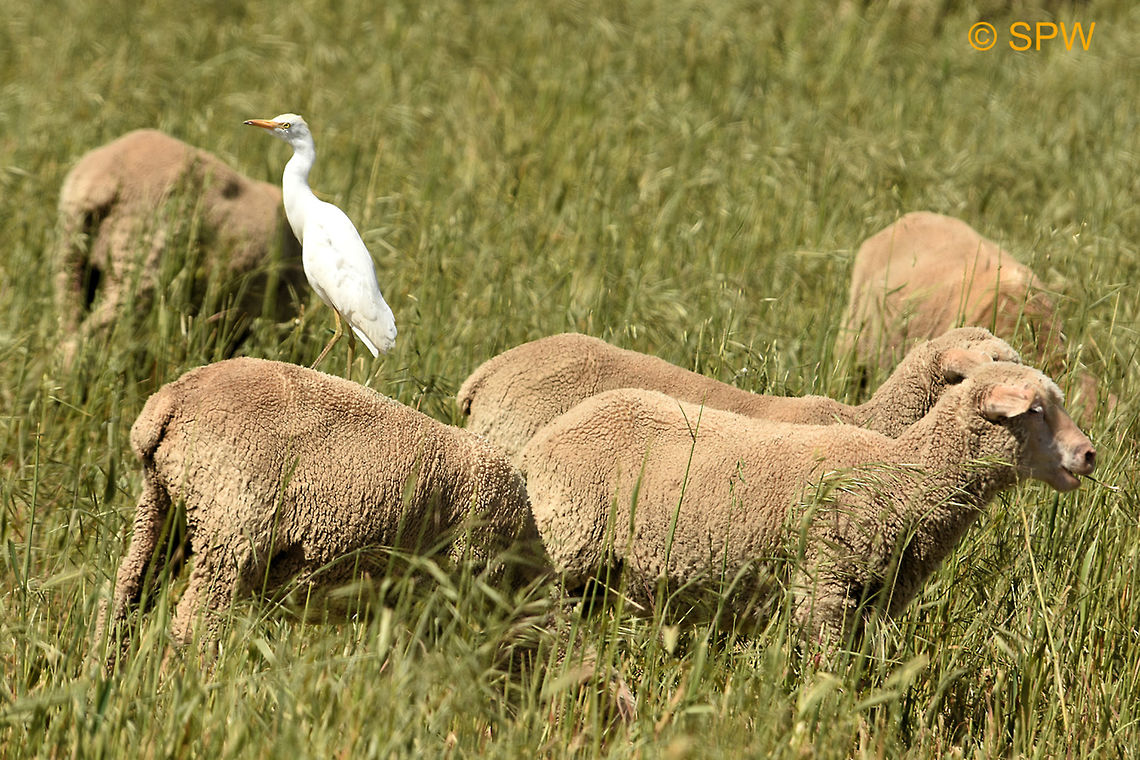 De_Hoop, Cattle_Egret This photo was taken in september 2016 in De Hoop National Park, South Africa. Bubulcus ibis,Cattle Egret,Cattle egret,De Hoop NP,Geotagged,South Africa,South Africa-2016,Spring