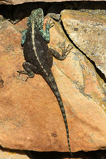 Simonstown, Southern_Rock_Agama This was taken near Simonstown, South Africa in september 2016. Agama atra,Geotagged,Simonstown,South Africa,South Africa-2016,Southern Rock Agama,Southern rock agama,Spring