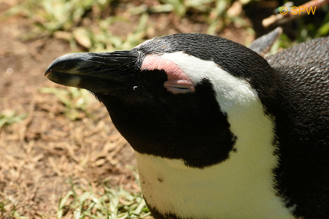 Simonstown, African_Penguin portrait This was taken in Simonstown, South Africa in september 2016. African Penguin,Geotagged,Simonstown,South Africa,South Africa-2016,Spheniscus demersus,Spring