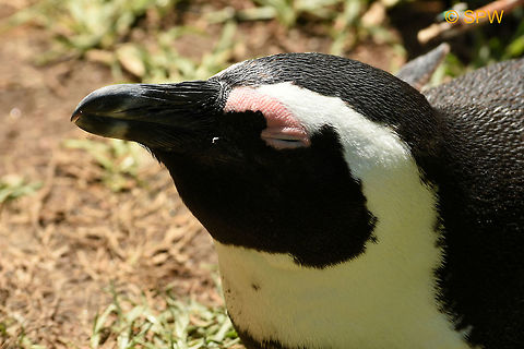 Simonstown, African_Penguin portrait This was taken in Simonstown, South Africa in september 2016. African Penguin,Geotagged,Simonstown,South Africa,South Africa-2016,Spheniscus demersus,Spring
