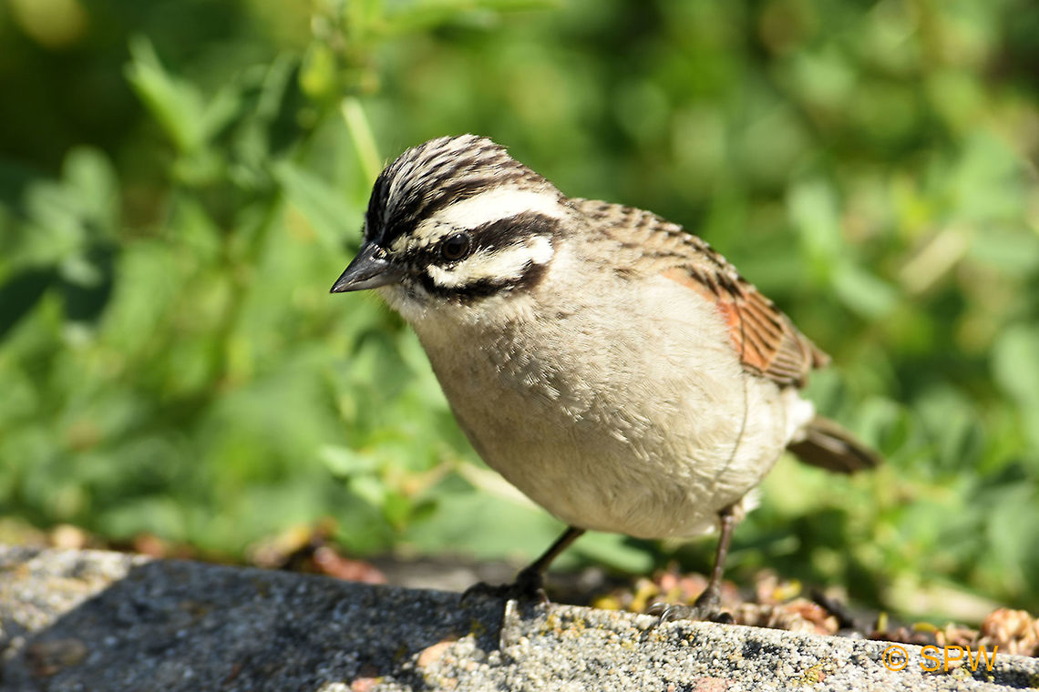 Simonstown, Cape_Bunting This was taken near Simonstown, South Africa in september 2016. Cape Bunting,Emberiza capensis,Geotagged,Simonstown,South Africa,South Africa-2016,Spring,cape bunting