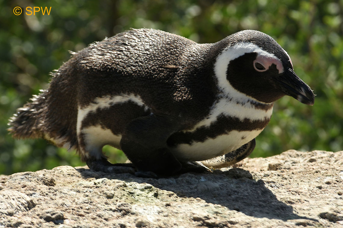 Simonstown, African_Penguin This was taken in Simonstown, South Africa in september 2016. African Penguin,Geotagged,Simonstown,South Africa,South Africa-2016,Spheniscus demersus,Spring