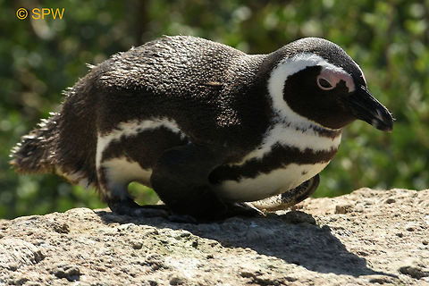 Simonstown, African_Penguin This was taken in Simonstown, South Africa in september 2016. African Penguin,Geotagged,Simonstown,South Africa,South Africa-2016,Spheniscus demersus,Spring