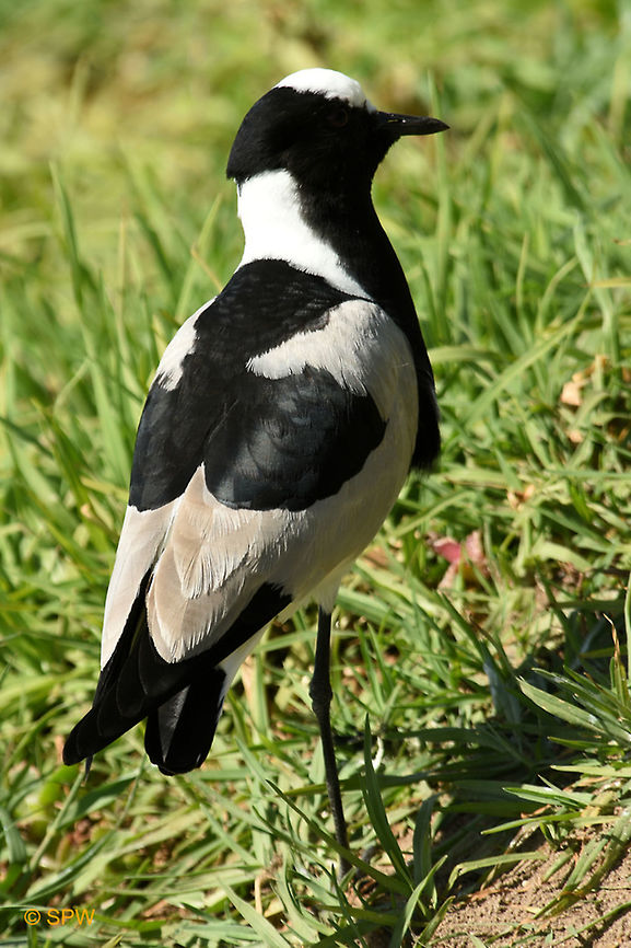 Simonstown, Blacksmith_Lapwing This was taken in Simonstown, South Africa in september 2016. Blacksmith Lapwing,Geotagged,Simonstown,South Africa,South Africa-2016,Spring,Vanellus armatus