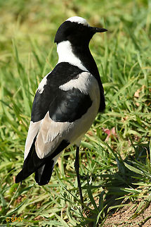 Simonstown, Blacksmith_Lapwing This was taken in Simonstown, South Africa in september 2016. Blacksmith Lapwing,Geotagged,Simonstown,South Africa,South Africa-2016,Spring,Vanellus armatus