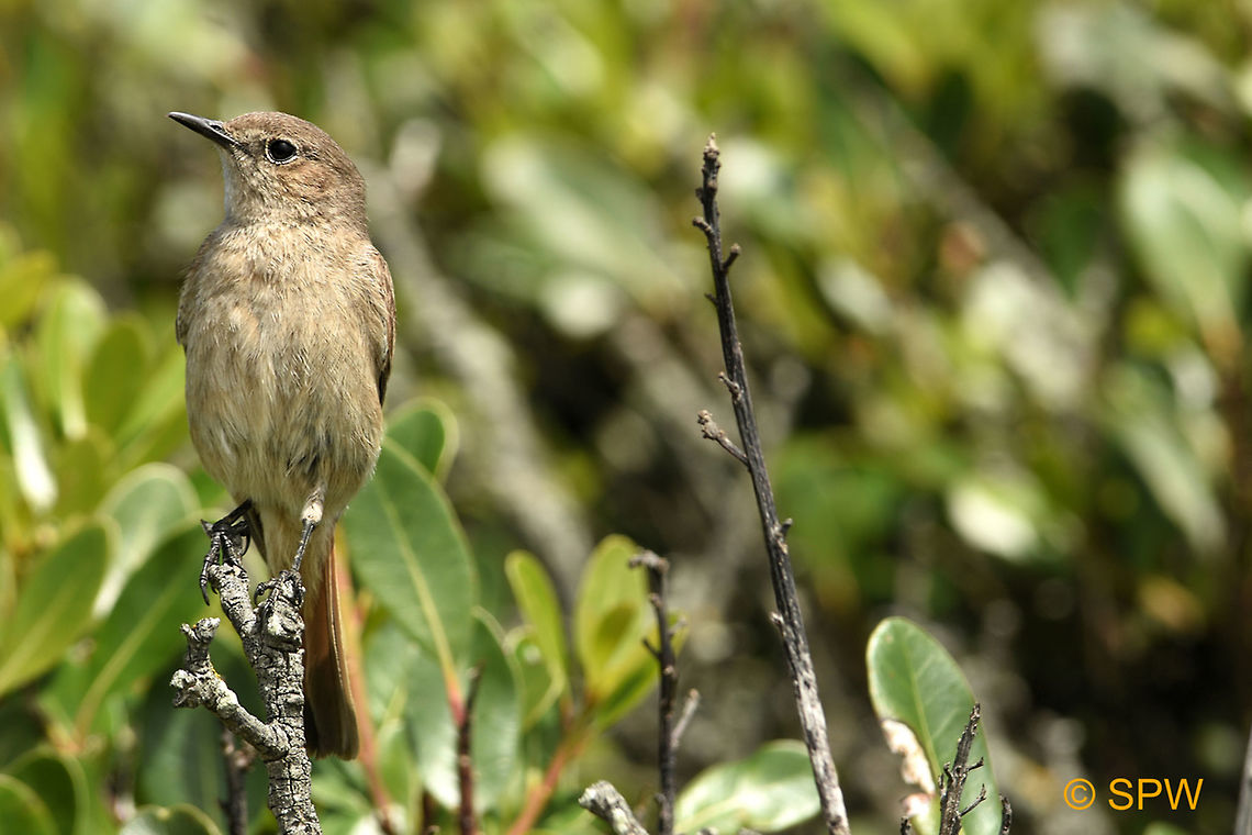 Simonstown, Familiar_Chat This was taken near Simonstown, South Africa in september 2016. Cercomela  familiaris,Familiar Chat,Familiar chat,Geotagged,Simonstown,South Africa,South Africa-2016,Spring