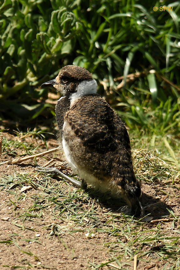 Simonstown, Blacksmith_Lapwing_chick This was taken in Simonstown, South Africa in september 2016. Blacksmith Lapwing,Geotagged,Simonstown,South Africa,South Africa-2016,Spring,Vanellus armatus