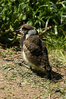 Simonstown, Blacksmith_Lapwing_chick This was taken in Simonstown, South Africa in september 2016. Blacksmith Lapwing,Geotagged,Simonstown,South Africa,South Africa-2016,Spring,Vanellus armatus