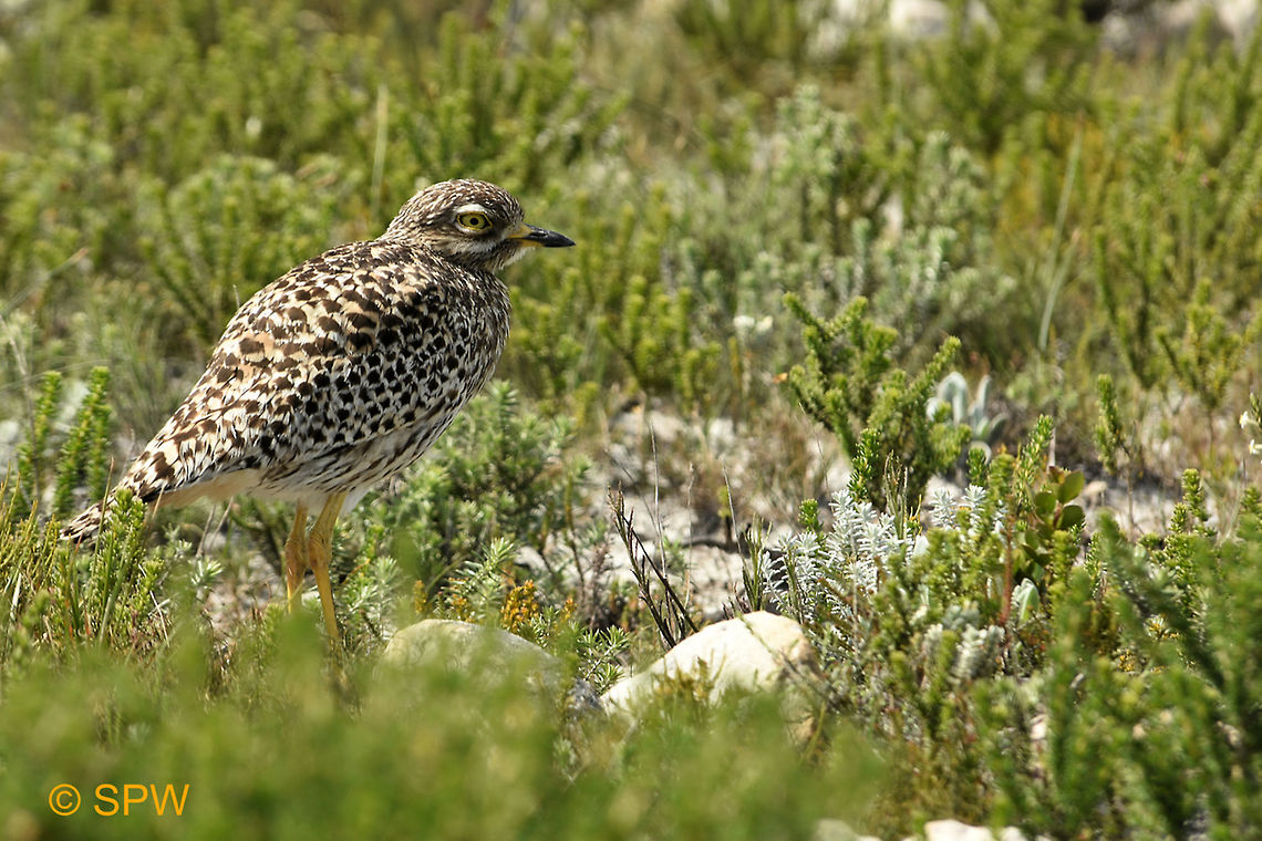 Simonstown, Spotted_Thick-Knee This was taken near Simonstown, South Africa in september 2016. Burhinus capensis,Geotagged,Simonstown,South Africa,South Africa-2016,Spotted Thick-Knee,Spotted Thick-knee,Spring