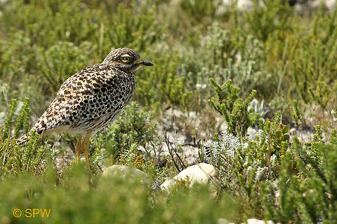 Simonstown, Spotted_Thick-Knee This was taken near Simonstown, South Africa in september 2016. Burhinus capensis,Geotagged,Simonstown,South Africa,South Africa-2016,Spotted Thick-Knee,Spotted Thick-knee,Spring