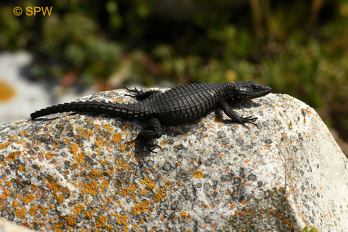 Simonstown, Black_Girdled_Lizard This was taken near Simonstown, South Africa in september 2016. Black Girdled Lizard,Black girdled lizard,Cordylus niger,Geotagged,Simonstown,South Africa,South Africa-2016,Spring
