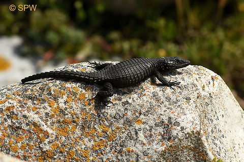 Simonstown, Black_Girdled_Lizard This was taken near Simonstown, South Africa in september 2016. Black Girdled Lizard,Black girdled lizard,Cordylus niger,Geotagged,Simonstown,South Africa,South Africa-2016,Spring