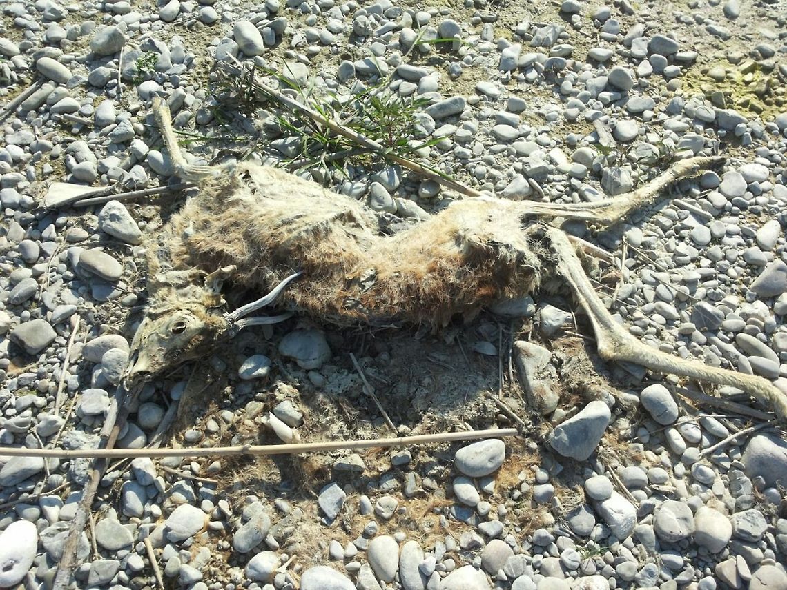 dead near the river  Capreolus capreolus,Geotagged,Italy,Roe Deer,Roe deer,dead