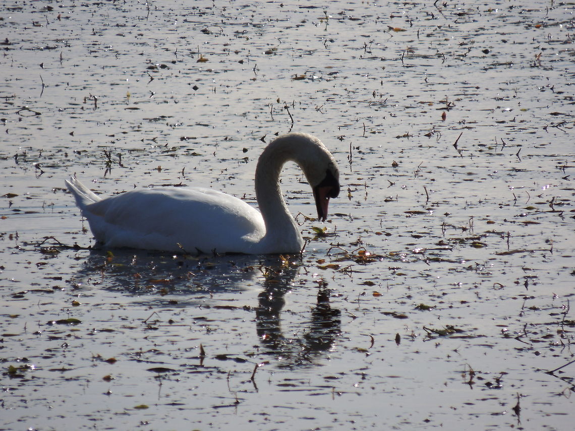 reflection  Cygnus olor,Geotagged,Italy,Mute Swan
