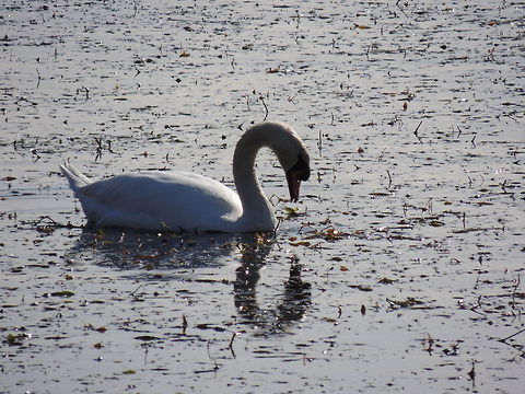 reflection  Cygnus olor,Geotagged,Italy,Mute Swan