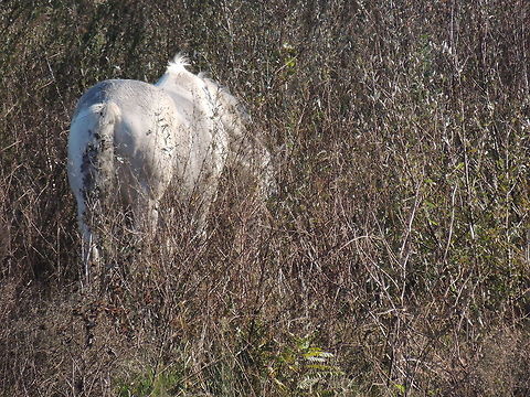 wild horse  Domestic horse,Equus ferus caballus,Geotagged,Italy