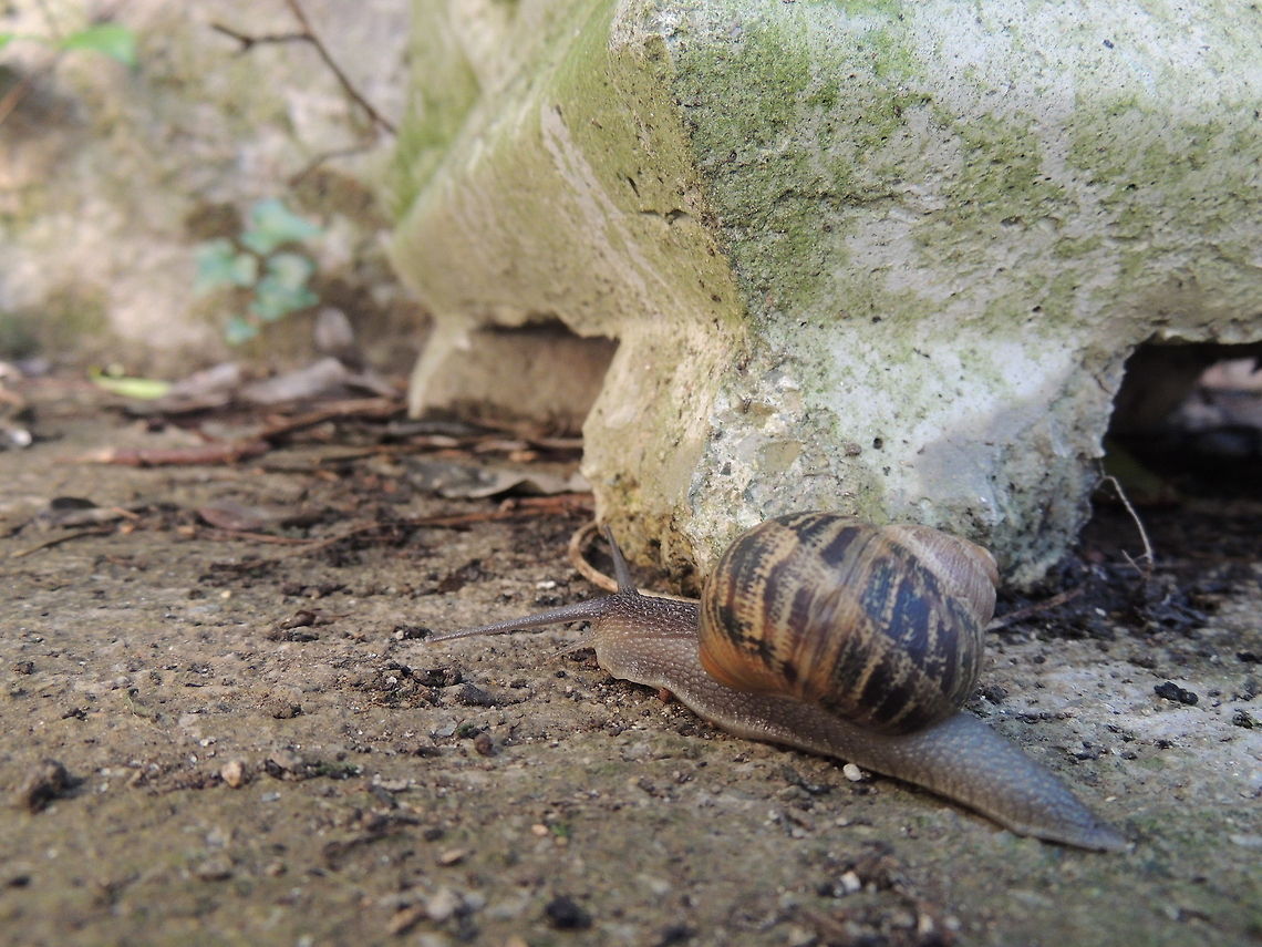 snail  Geotagged,Helix aspersa,Italy