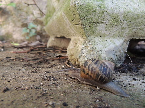 snail  Geotagged,Helix aspersa,Italy
