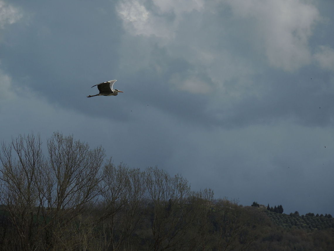 a stormy sky  Ardea cinerea,Geotagged,Grey Heron,Italy