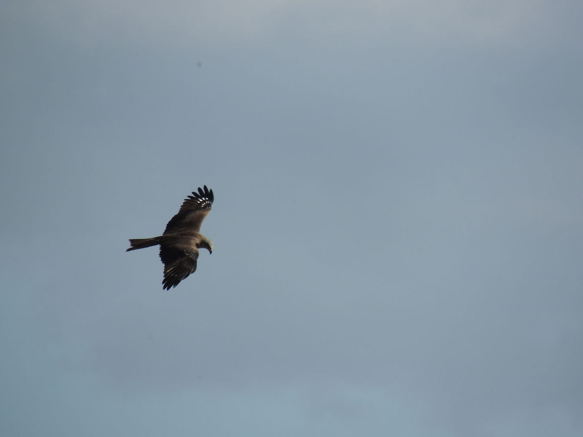 black kite  Black kite,Geotagged,Italy,Milvus migrans