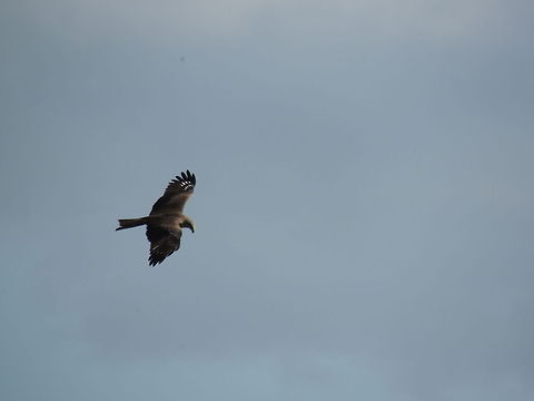 black kite  Black kite,Geotagged,Italy,Milvus migrans
