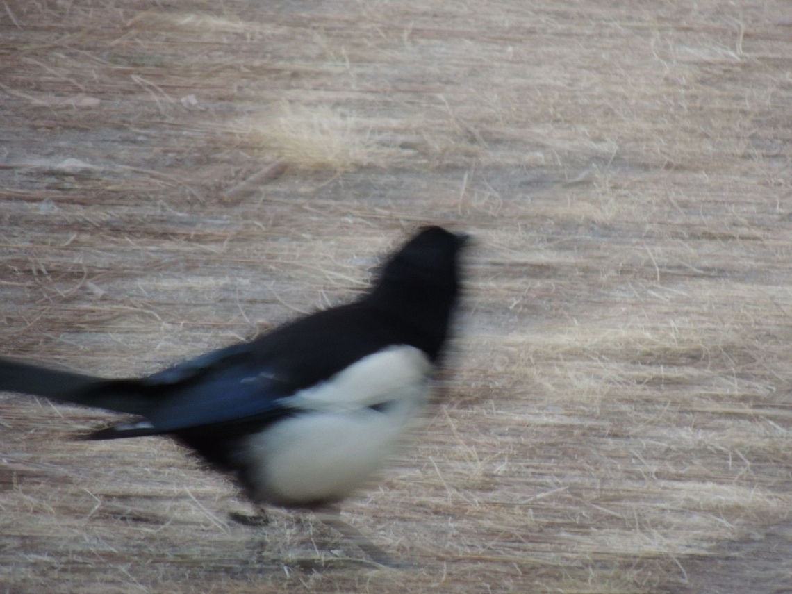 fast  European Magpie,Geotagged,Italy,Pica pica