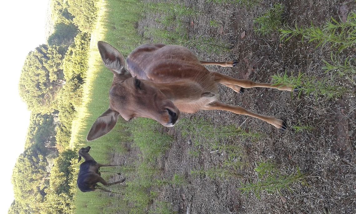 roe deer  Cervus elaphus,Geotagged,Italy,Red deer
