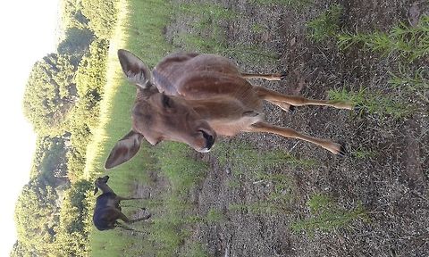 roe deer  Cervus elaphus,Geotagged,Italy,Red deer