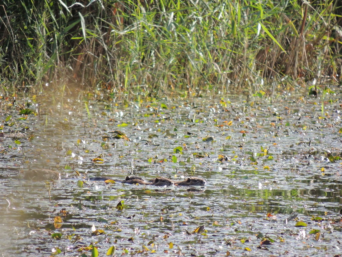 a little family  Coypu or Nutria,Geotagged,Italy,Myocastor coypus