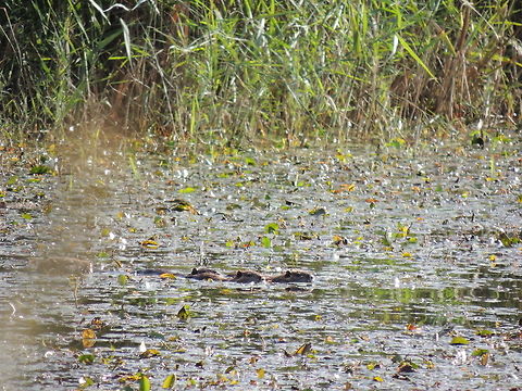 a little family  Coypu or Nutria,Geotagged,Italy,Myocastor coypus
