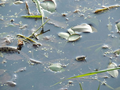 grass snake swimming  Geotagged,Grass snake,Italy,Natrix natrix