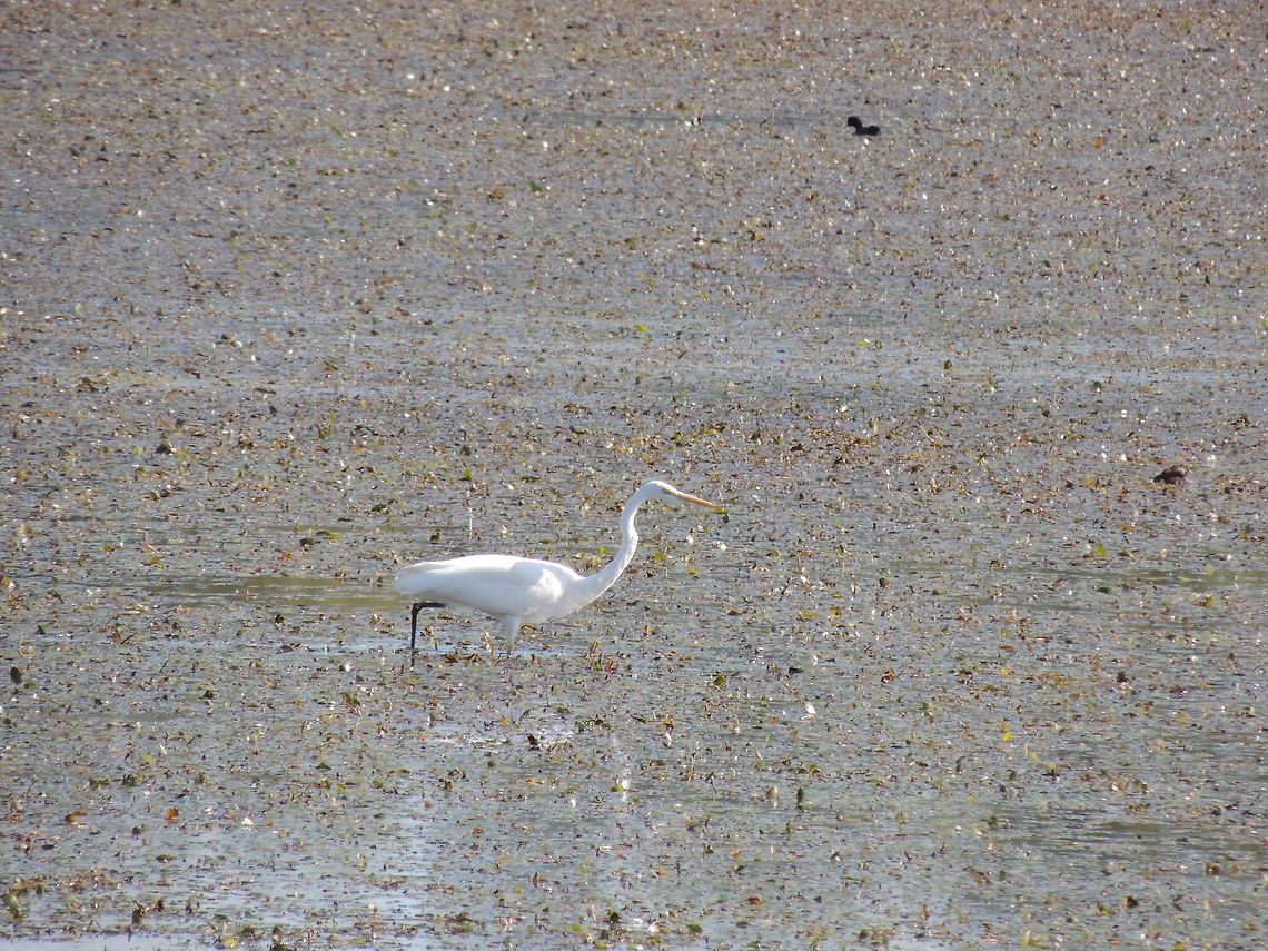 searching  food  Ardea alba,Geotagged,Great egret,Italy