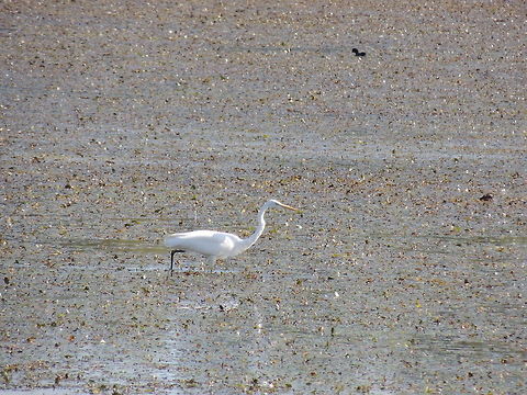 searching  food  Ardea alba,Geotagged,Great egret,Italy
