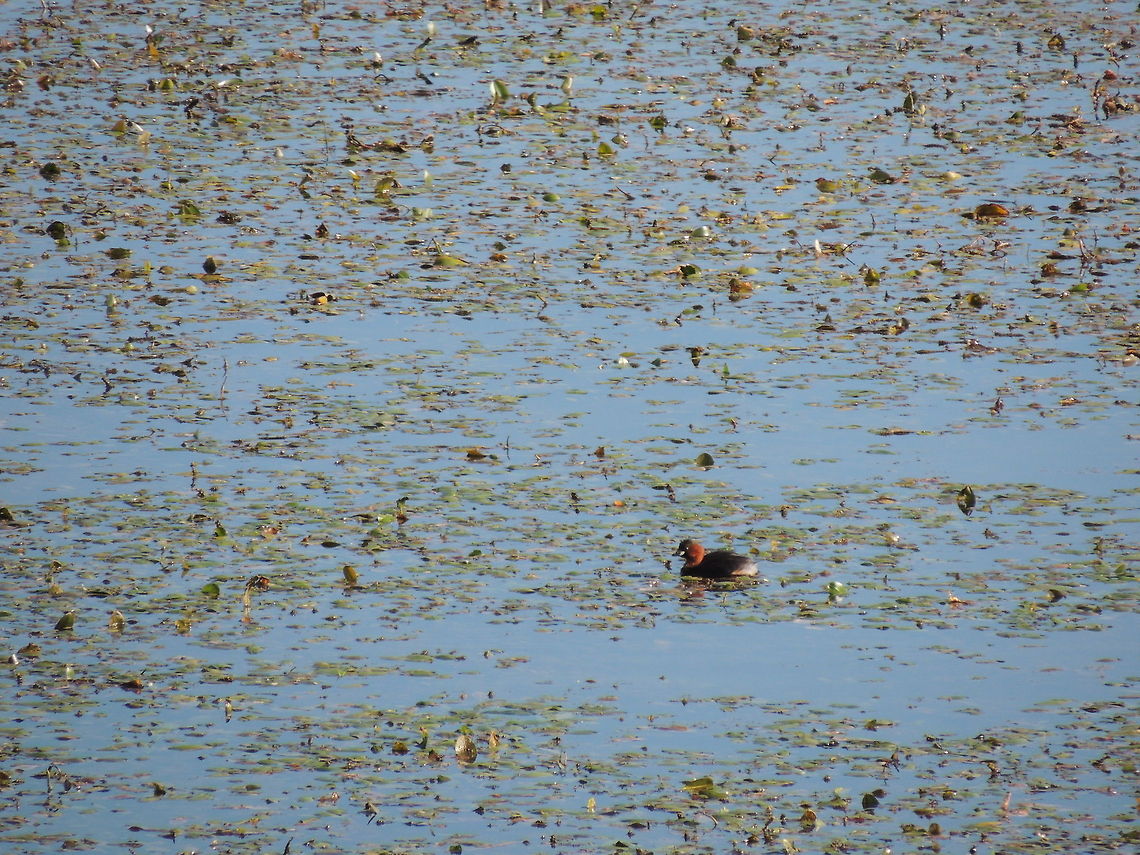 little grebe in the pond  Geotagged,Italy,Little Grebe,Tachybaptus ruficollis