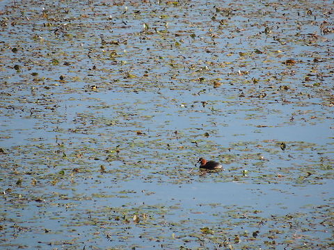 little grebe in the pond  Geotagged,Italy,Little Grebe,Tachybaptus ruficollis