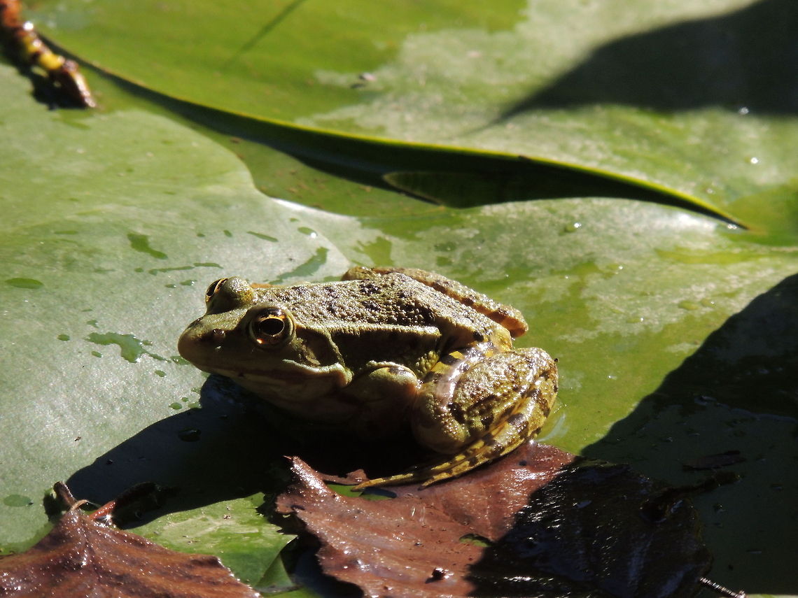 frog  Geotagged,Italian pool frog,Italy,Marsh Frog,Pelophylax bergeri,Pelophylax ridibundus