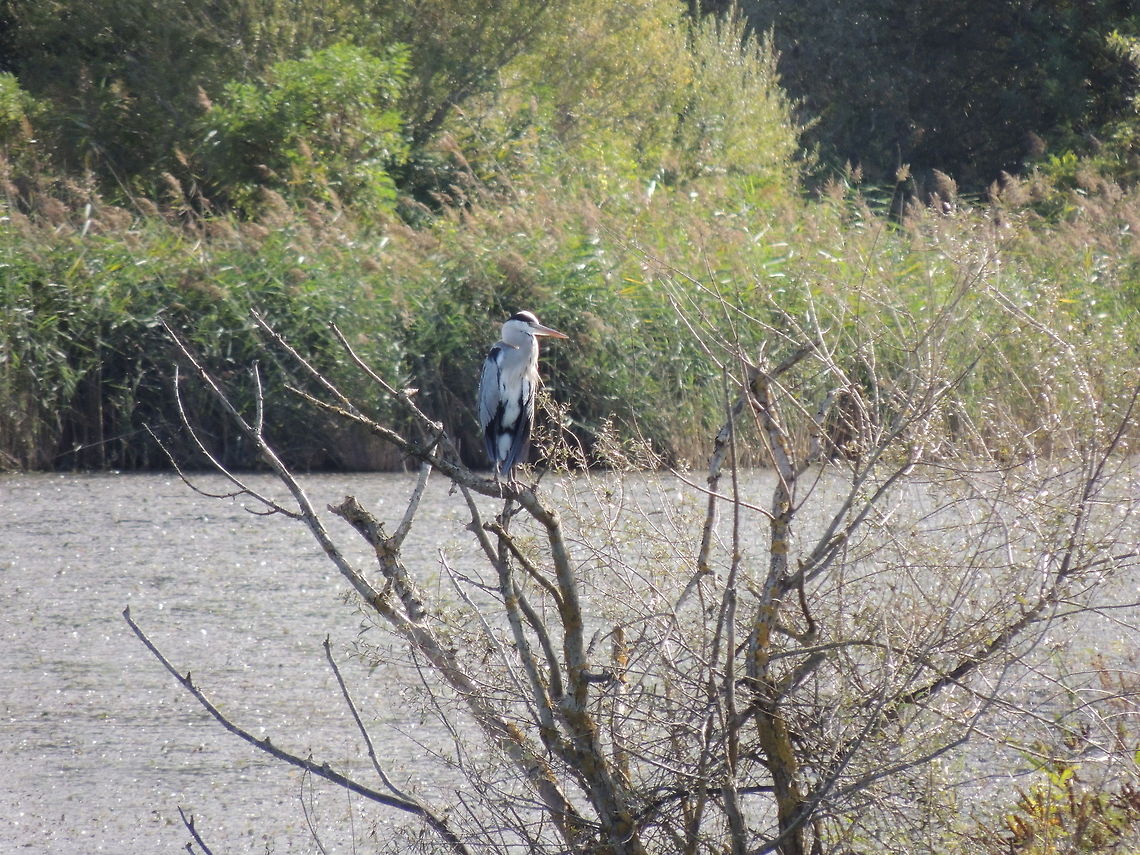 grey heron  on a tree  Ardea cinerea,Geotagged,Grey Heron,Italy