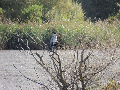grey heron  on a tree  Ardea cinerea,Geotagged,Grey Heron,Italy