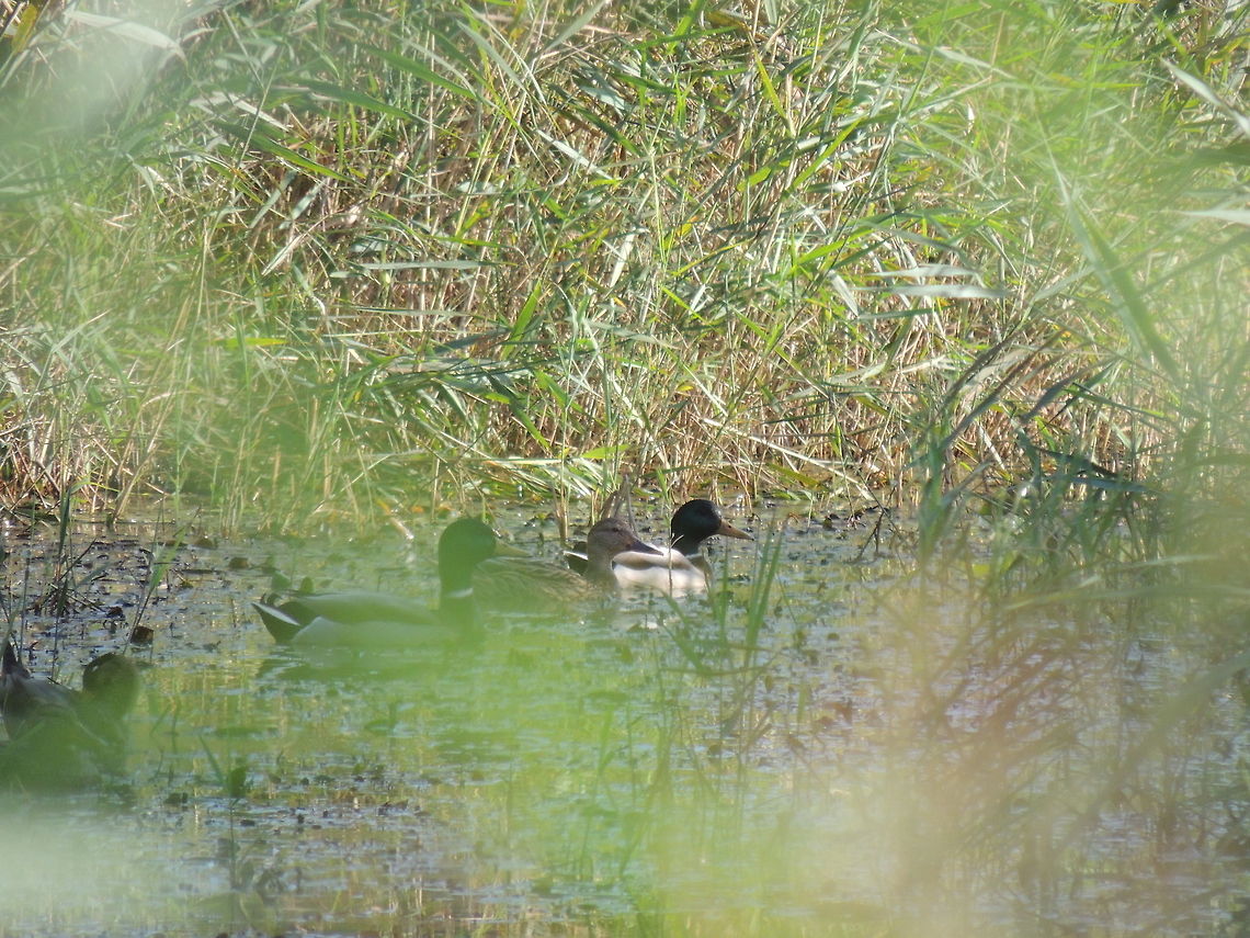 hiding in the grass  Anas platyrhynchos,Geotagged,Italy,Mallard