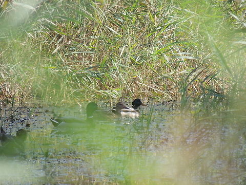 hiding in the grass  Anas platyrhynchos,Geotagged,Italy,Mallard