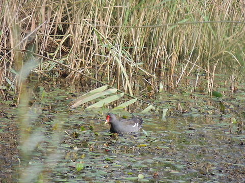 common moorhen  Common Moorhen,Gallinula chloropus,Geotagged,Italy