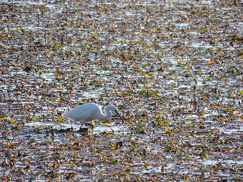 little egret  Egretta garzetta,Geotagged,Italy,Little Egret