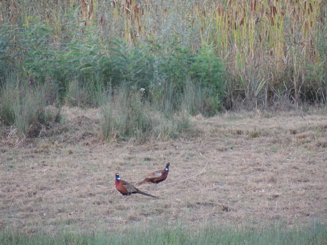 two common pheasant  Common Pheasant,Geotagged,Italy,Phasianus colchicus